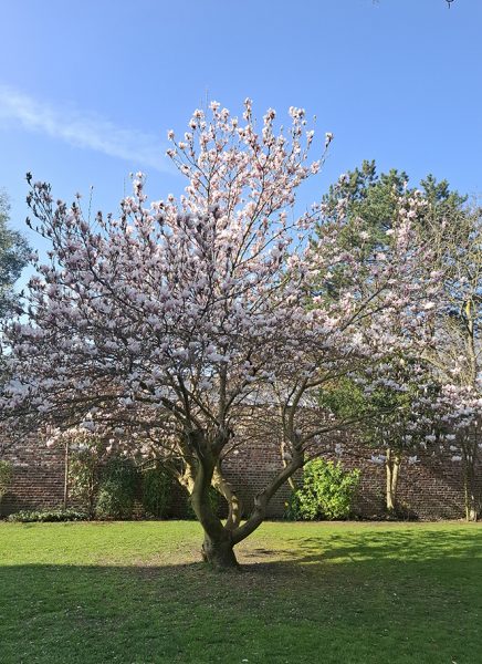 jardin-2-villa-nouvelle-roubaix